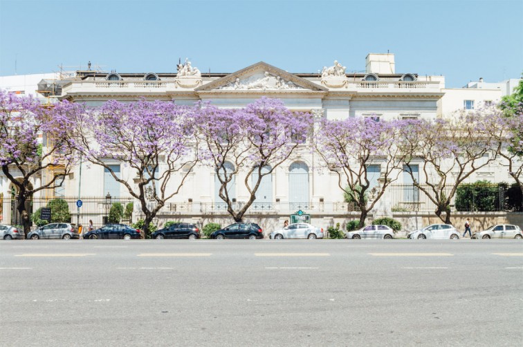 Jacaranda-Bäume auf der Avenida Libertador | Buenos Aires light – Der perfekte Spaziergang zum Einstieg, Stilnomaden