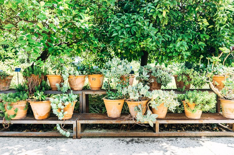 Botanischer Garten | 25h in Palermo, Stilnomaden