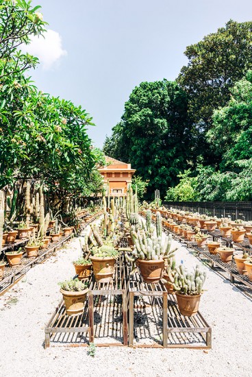 Botanischer Garten | 25h in Palermo, Stilnomaden